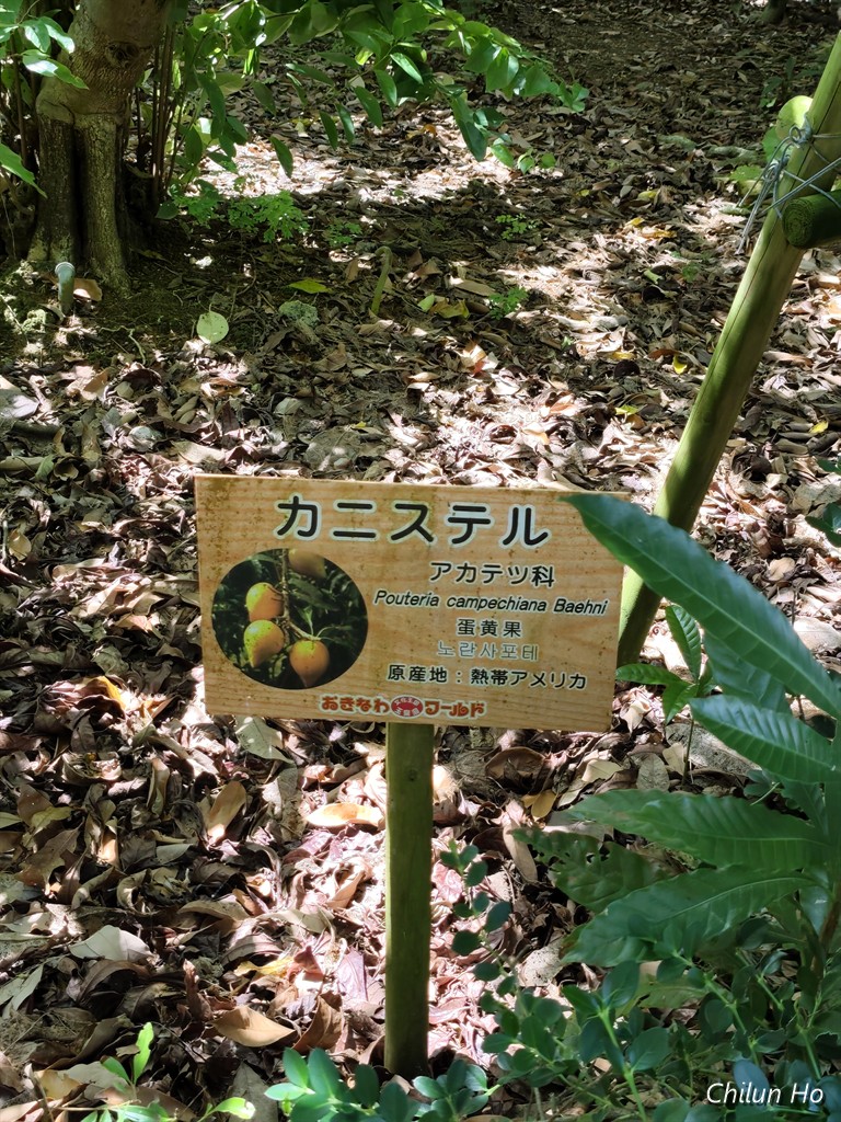 フルーツパーラー